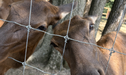 Featured image of post 基于游客视角的农场生物多样性感知与毛茸茸能量获取