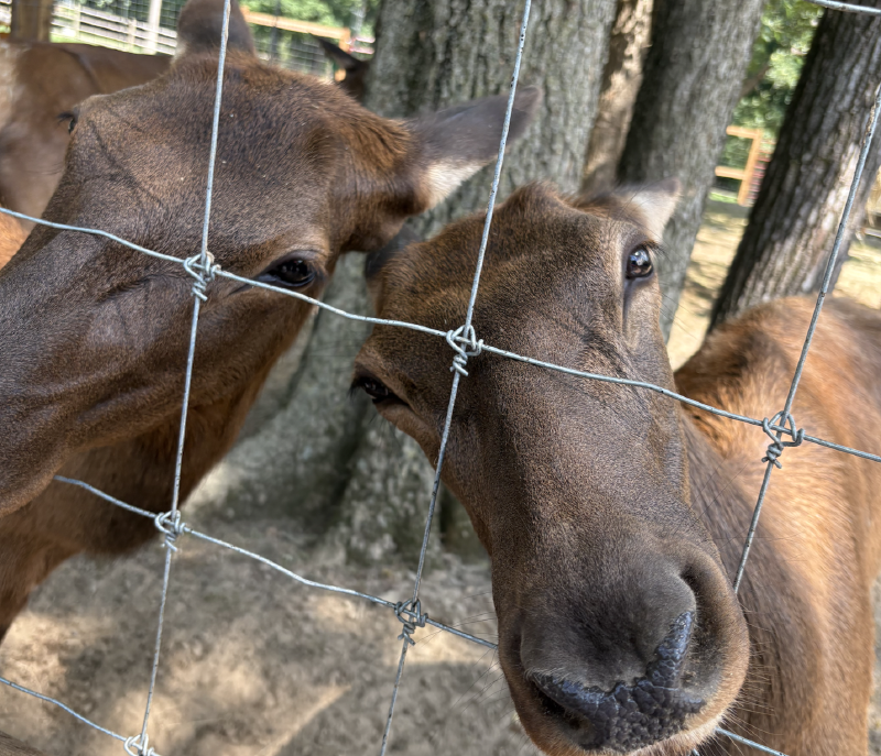 Featured image of post 基于游客视角的农场生物多样性感知与毛茸茸能量获取