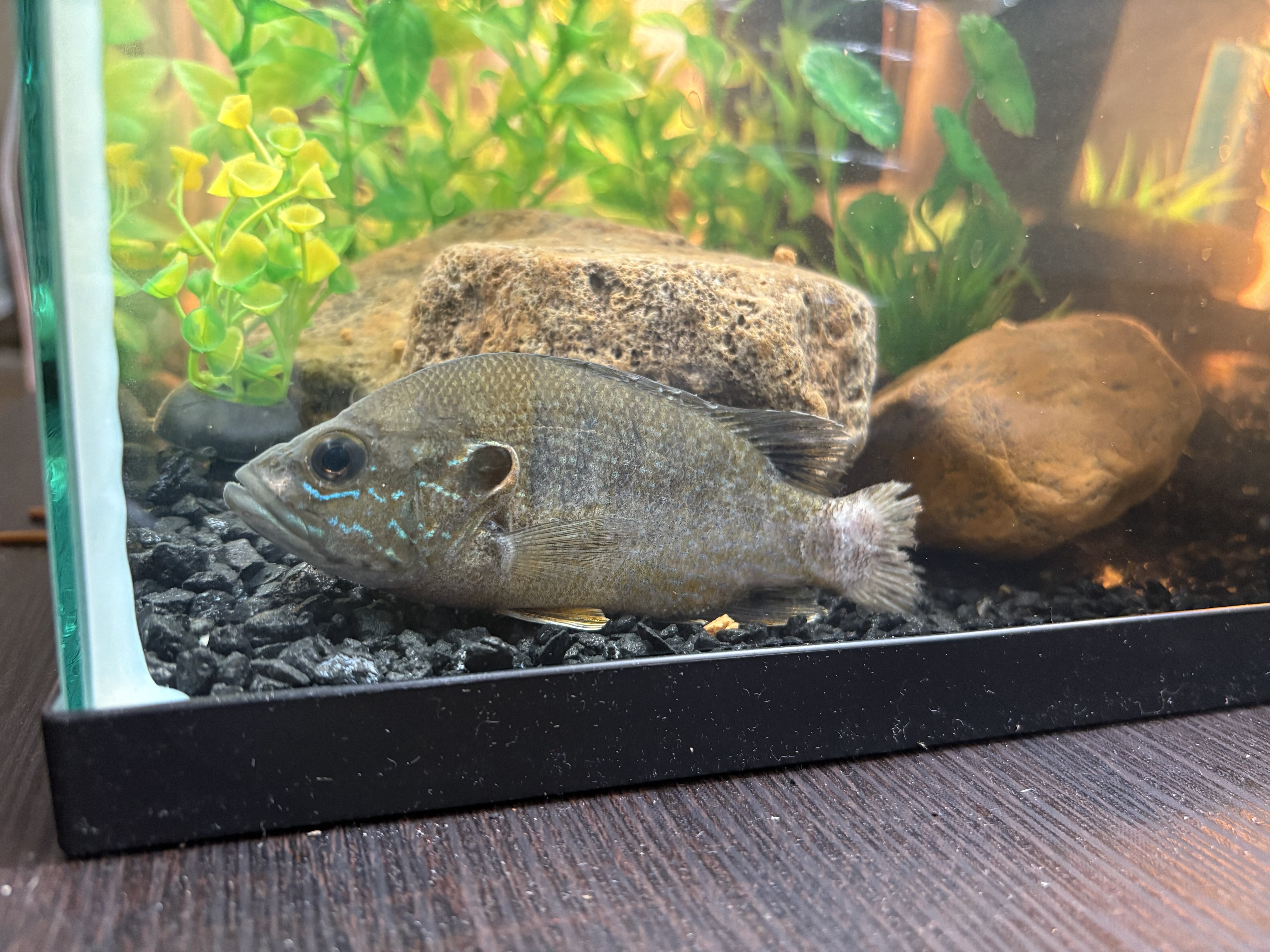 其中一条，可以看到刚钓回来尾巴就不是很好，努力在救了